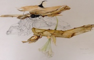 Nature morte III